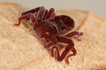 Media type: image;   Invertebrate Zoology 30914